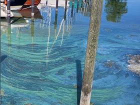 Blaualgen in der Emme