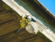 Frühlingsausgabe 2025