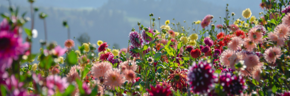 Geschter. Hüt. Morn.