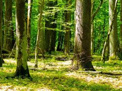 Anpassung Teilrichtplan Landschaft Emmental 2026